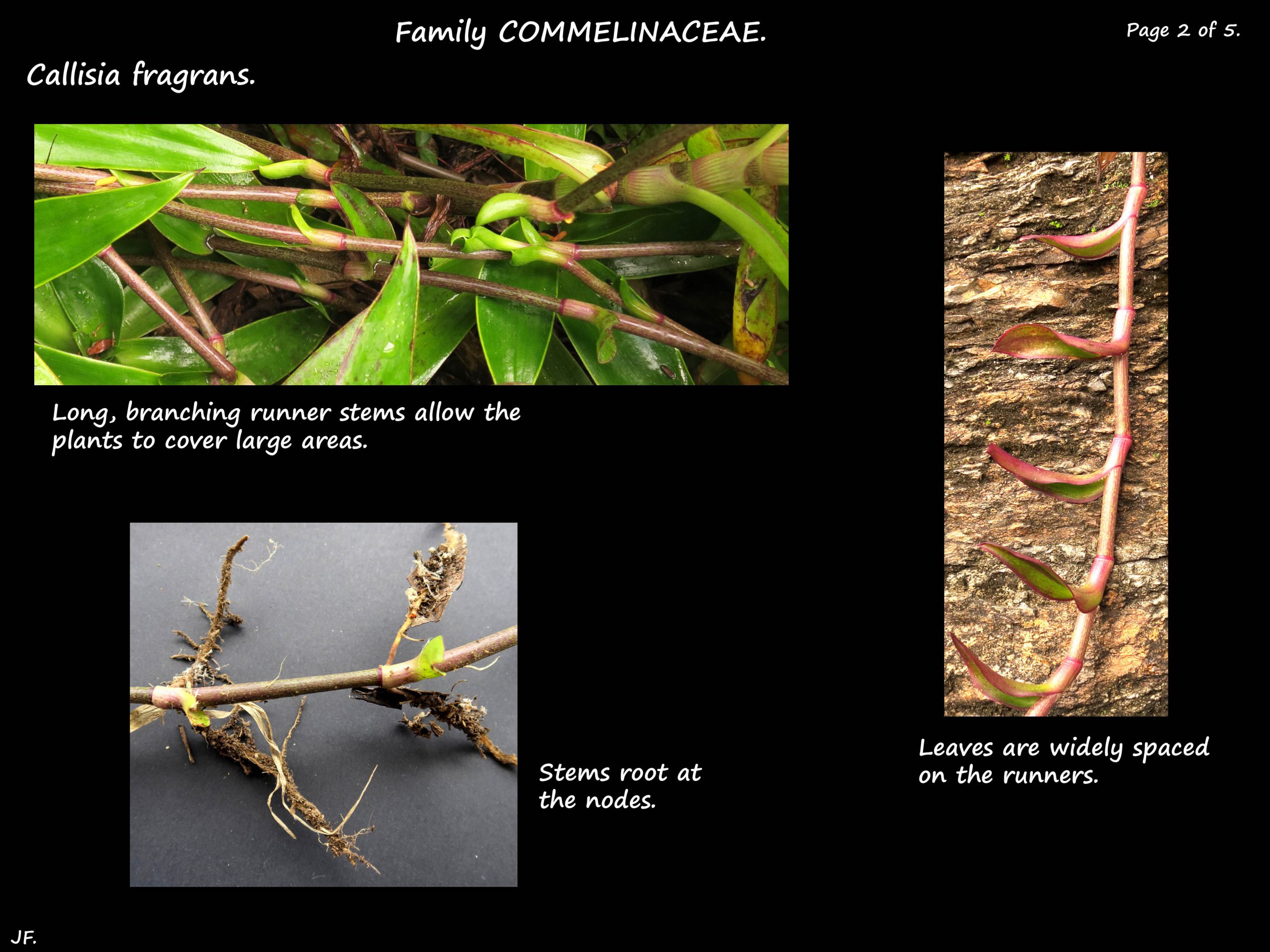 2 Callisia fragrans roots & stems